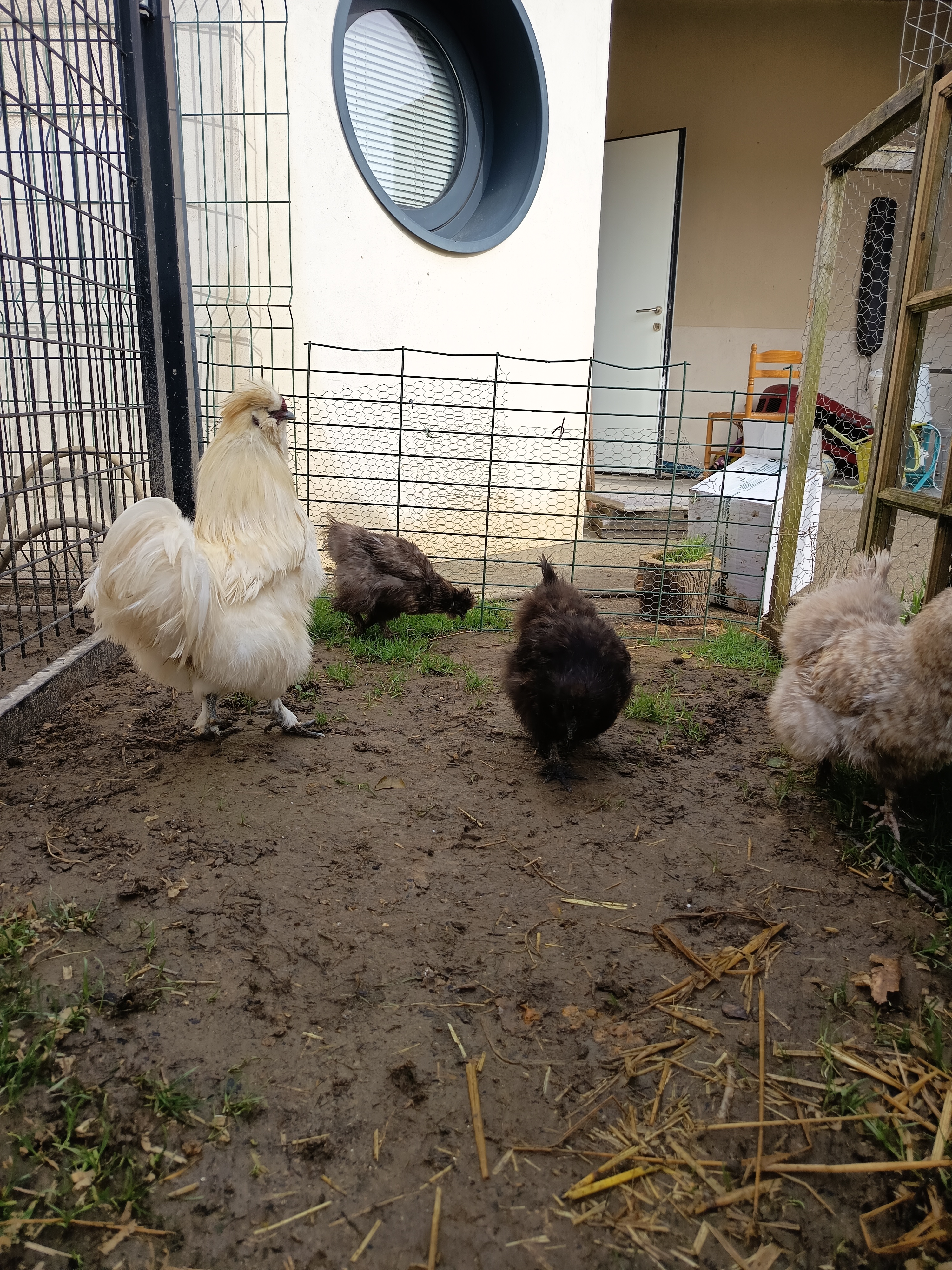Oeufs fécondés de poule soie