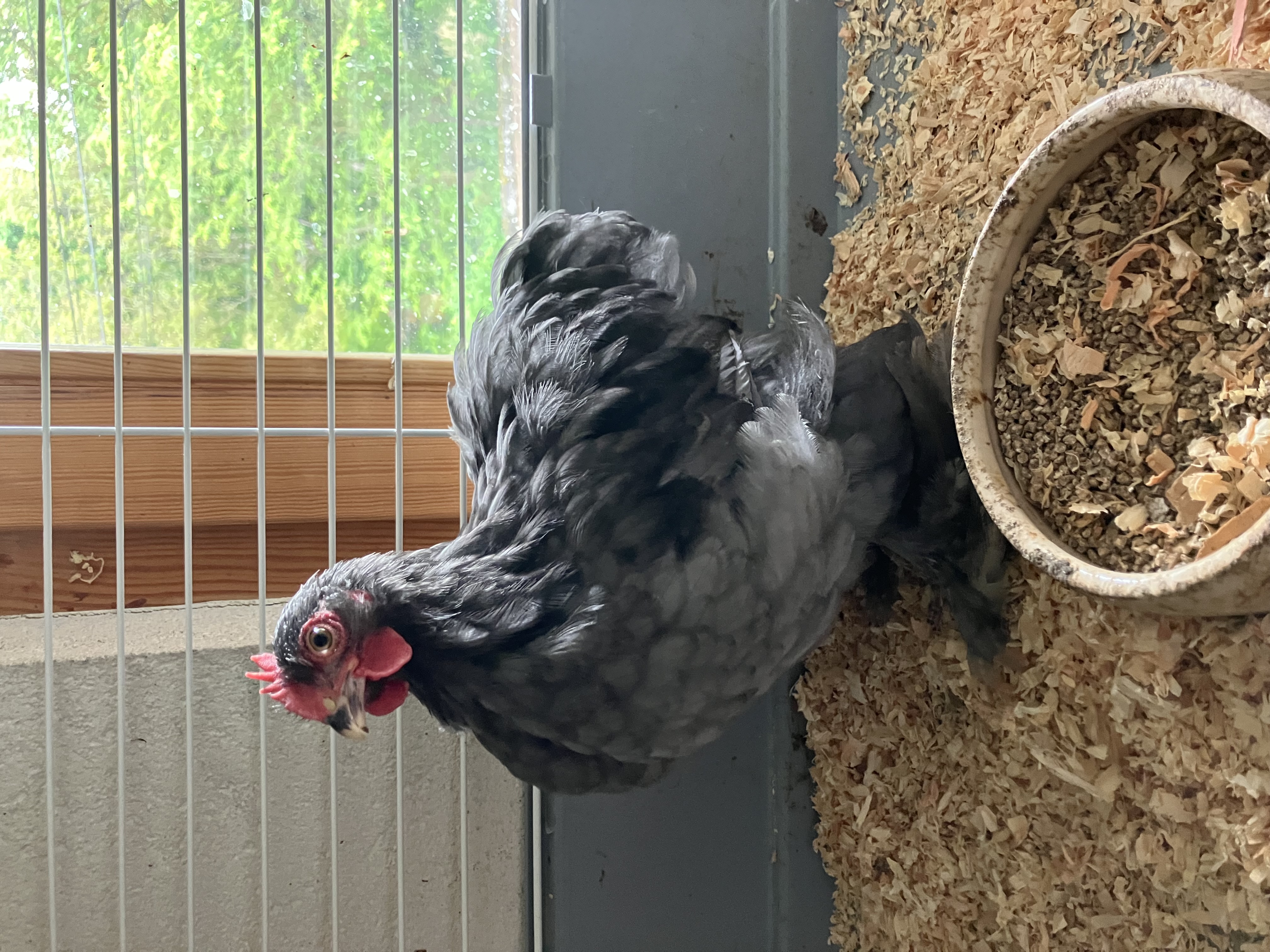 Coq Pékin bleu caillouté de 8 semaines