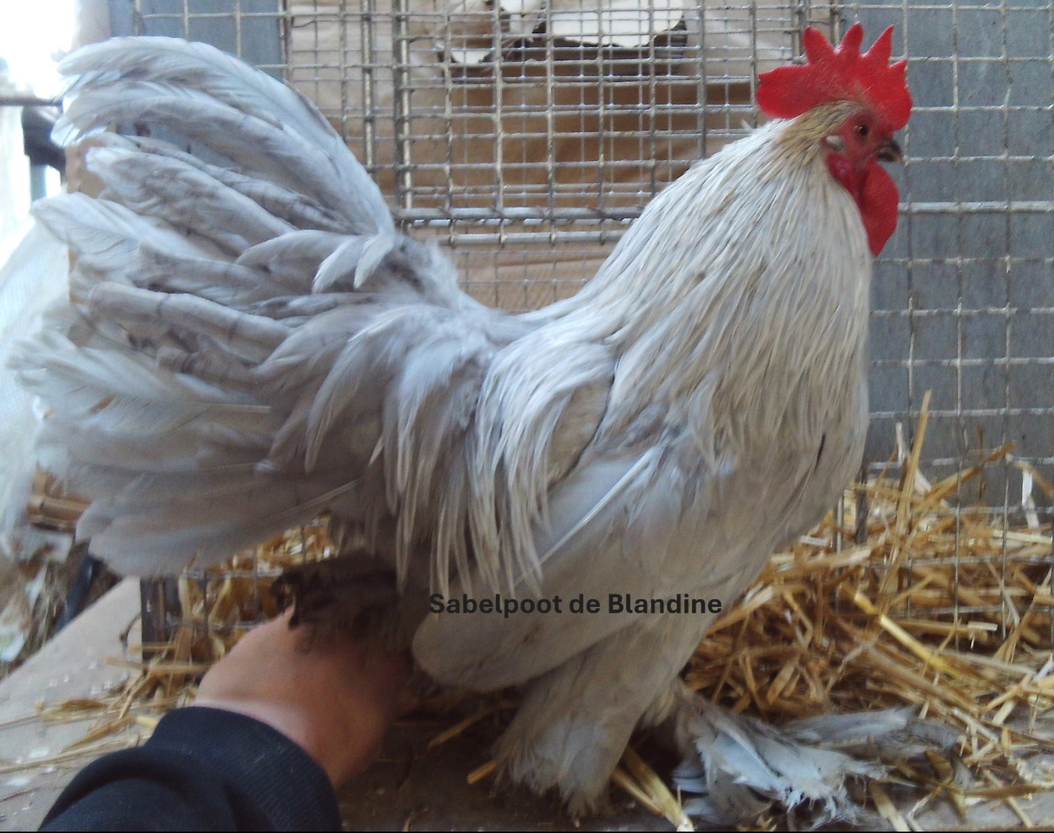 oeuf "BIO" Sabelpoot gris perle