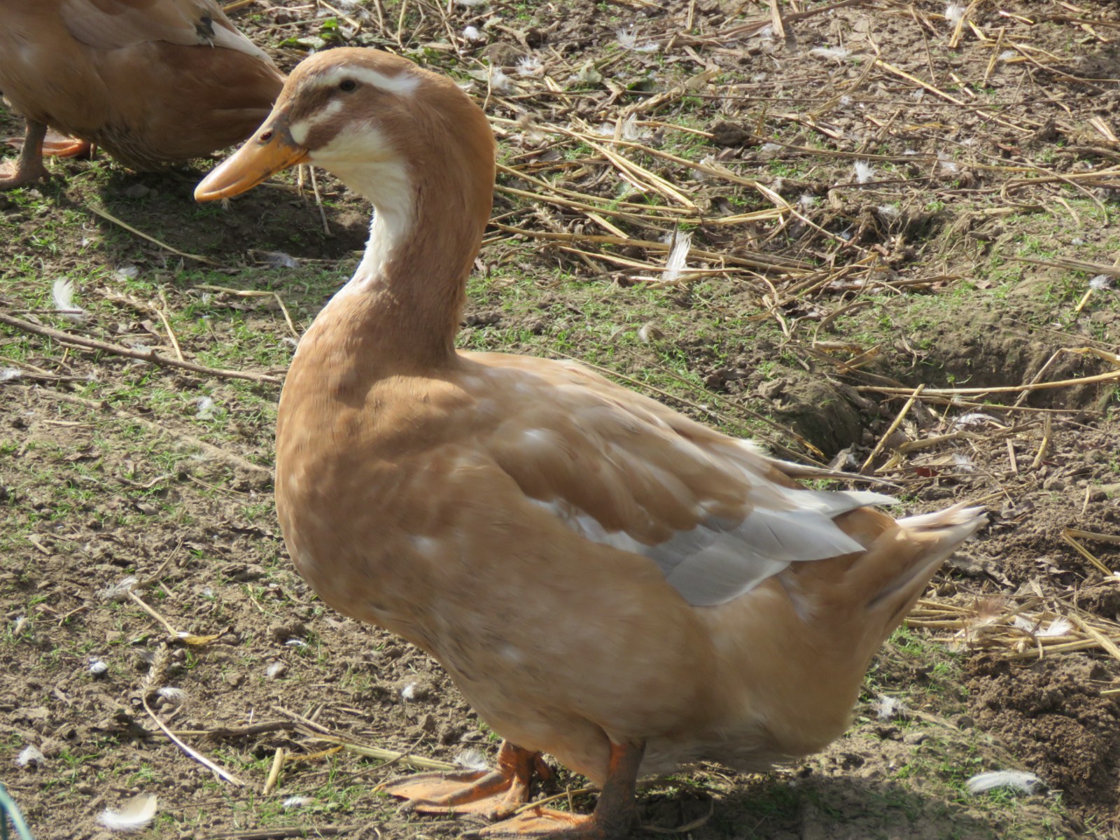 Œufs à couver de Canard de Saxe