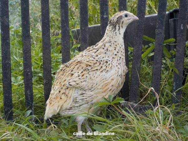 oeuf caille céladon "BIO"