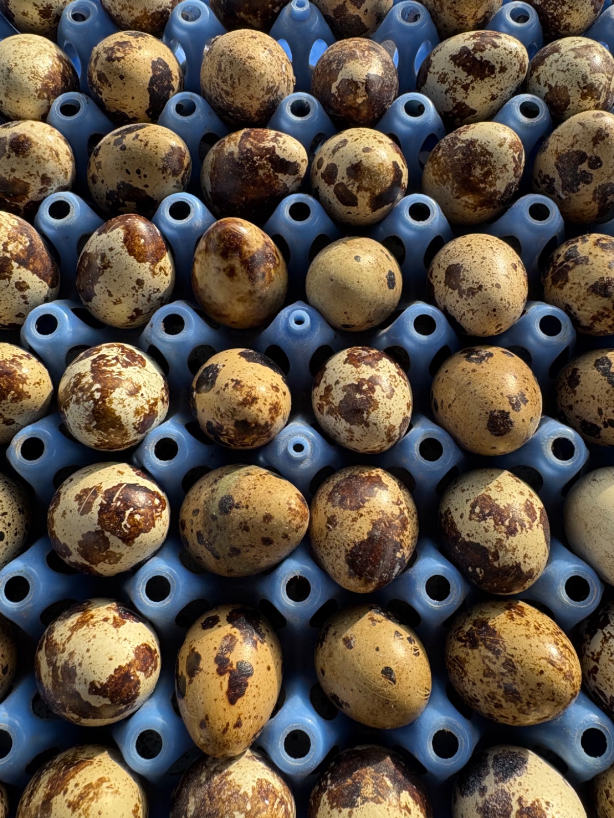 Œufs à couver cailles du Japon