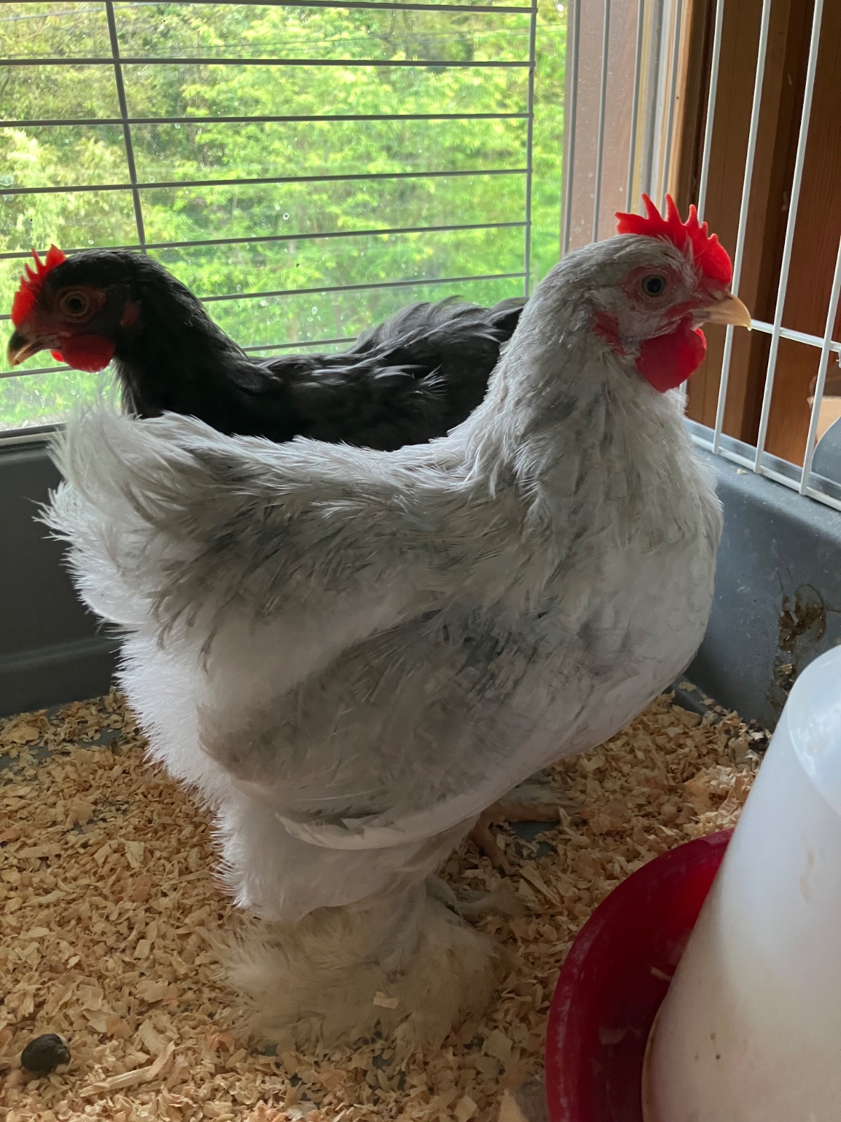 Coq Pékin de 8 semaines