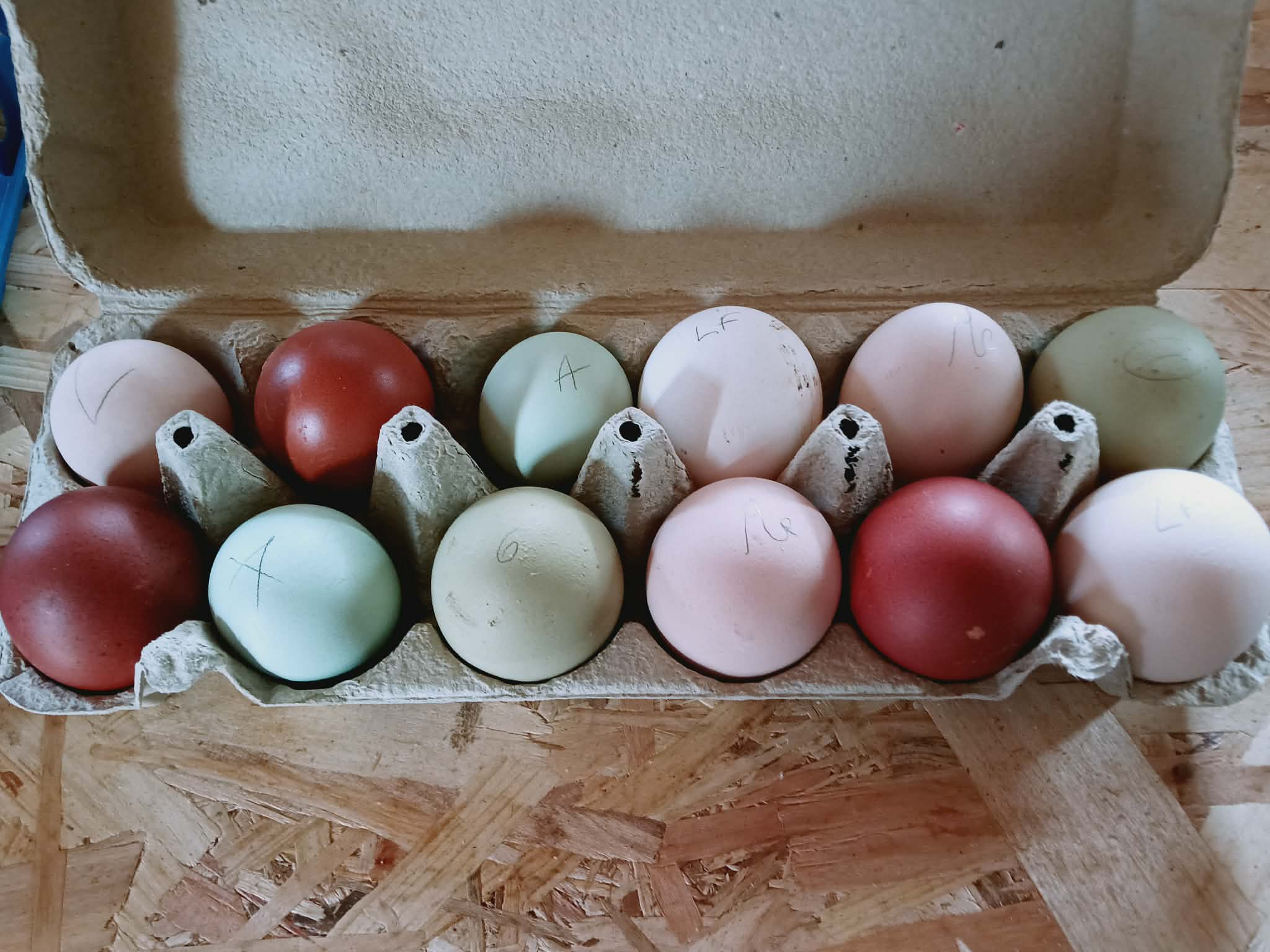 🥚 Le "Grand Mix" de Tata Cocotte : Qualité Pure Race, Prix Mini !