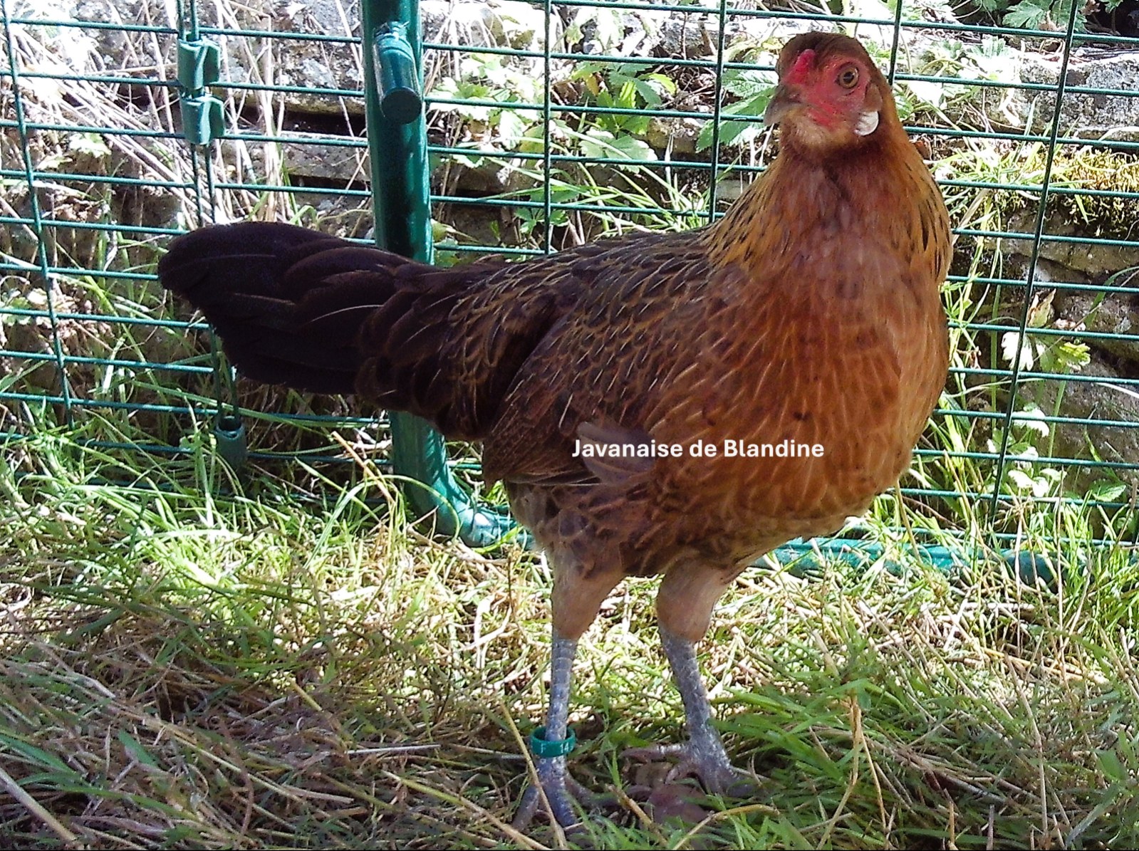 oeuf "BIO" Javanaise pure race (oeufs bleu)